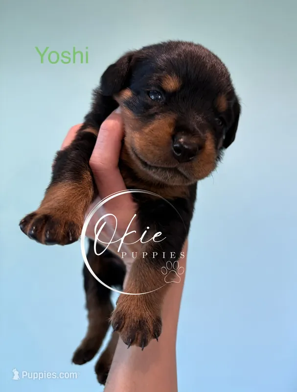 Yoshi – Rottweiler puppy for sale in Edmond, OK