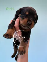 Yoshi, a male Rottweiler for sale in Edmond, OK – 1 of 8