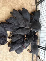 Bubbles, a female Rottweiler for sale in Edmond, OK – 3 of 8