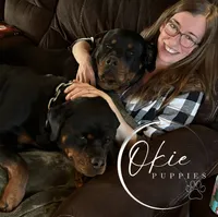 Blue the Velociraptor , a male Rottweiler for sale in Edmond, OK – 5 of 10