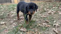 The Black Pearl, a female Rottweiler for sale in Edmond, OK – 2 of 9
