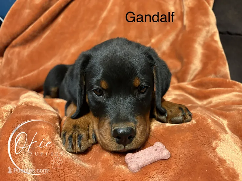 Gandalf  – Rottweiler puppy for sale in Edmond, OK