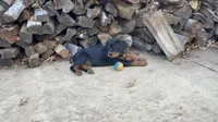 Blue the Velociraptor , a male Rottweiler for sale in Edmond, OK – 3 of 10