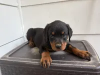 Daisy , a female Rottweiler for sale in Edmond, OK – 3 of 7