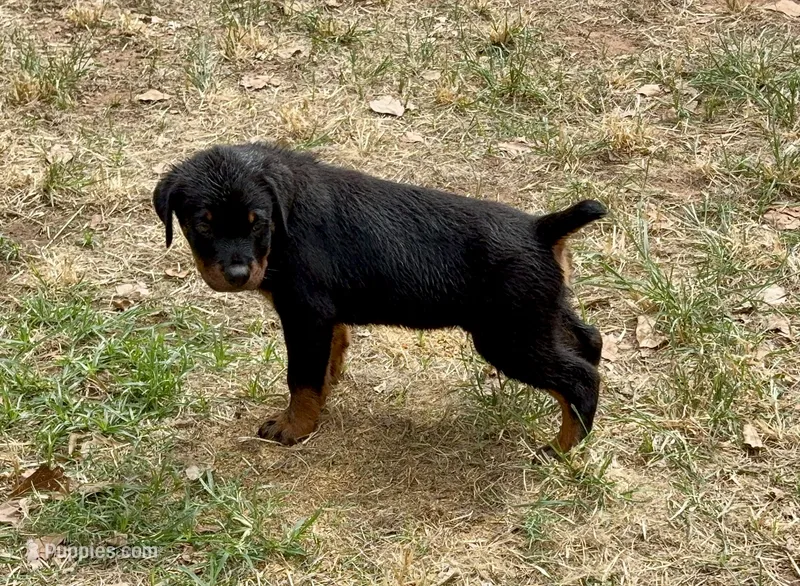 Tank – Rottweiler puppy for sale in Edmond, OK