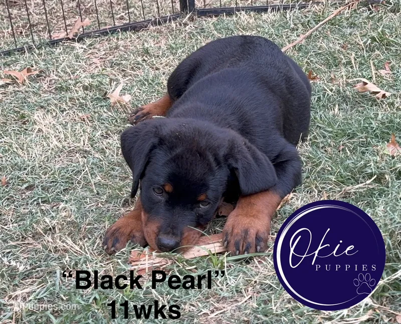 The Black Pearl – Rottweiler puppy for sale in Edmond, OK