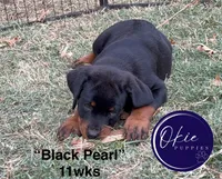 The Black Pearl, a female Rottweiler for sale in Edmond, OK – 1 of 9