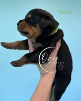 Yoshi, a male Rottweiler for sale in Edmond, OK – 2 of 8