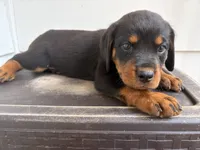 Cobra, a male Rottweiler for sale in Edmond, OK – 4 of 8
