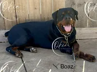Bubbles, a female Rottweiler for sale in Edmond, OK – 4 of 8