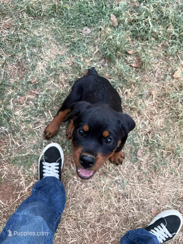Flame – Rottweiler puppy for sale in Edmond, OK