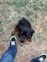 Flame, a male Rottweiler for sale in Edmond, OK – 4 of 7