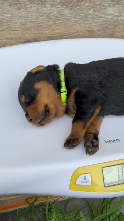 Yoshi, a male Rottweiler for sale in Edmond, OK – 5 of 8