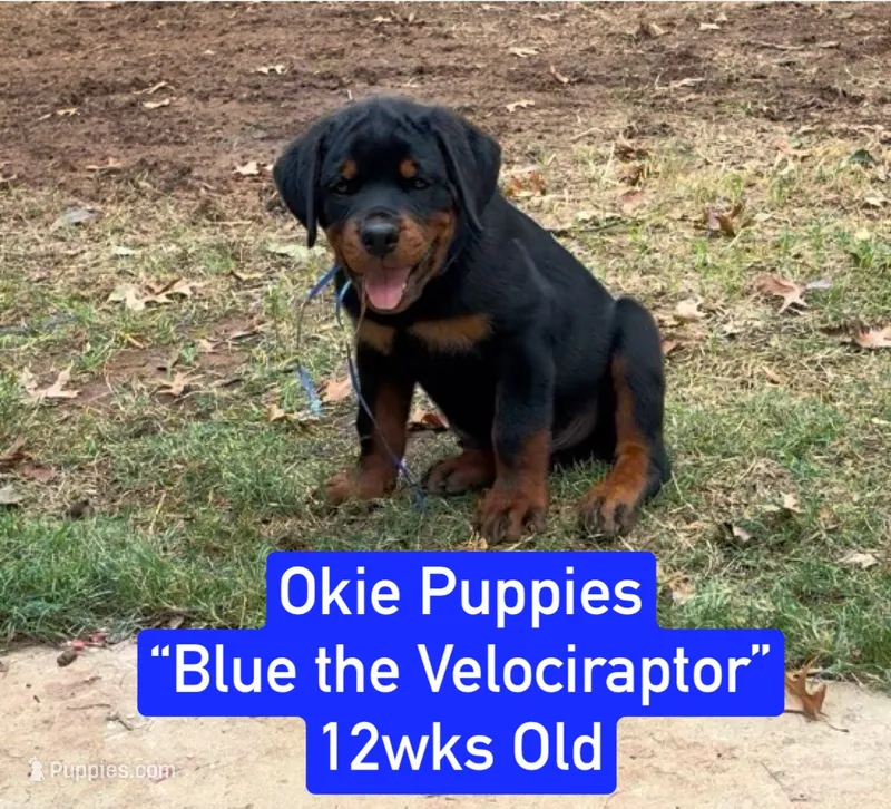 Blue the Velociraptor  – Rottweiler puppy for sale in Edmond, OK