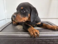 Daisy , a female Rottweiler for sale in Edmond, OK – 1 of 7