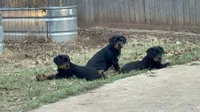 Blue the Velociraptor , a male Rottweiler for sale in Edmond, OK – 4 of 10