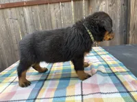Tank, a male Rottweiler for sale in Edmond, OK – 3 of 7