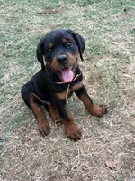 Flame, a male Rottweiler for sale in Edmond, OK – 1 of 7