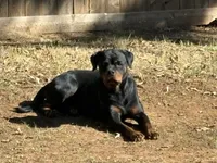 The Black Pearl, a female Rottweiler for sale in Edmond, OK – 6 of 9
