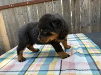Tank, a male Rottweiler for sale in Edmond, OK – 2 of 7