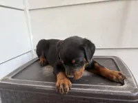 Daisy , a female Rottweiler for sale in Edmond, OK – 2 of 7