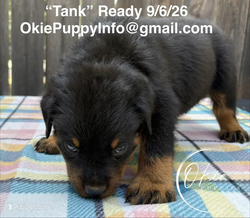 Tank – Rottweiler puppy for sale in Edmond, OK