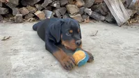 Blue the Velociraptor , a male Rottweiler for sale in Edmond, OK – 2 of 10