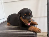 Cobra, a male Rottweiler for sale in Edmond, OK – 3 of 8