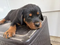 Cobra, a male Rottweiler for sale in Edmond, OK – 2 of 8