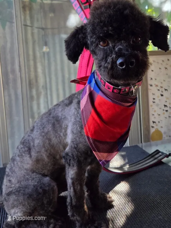 Shadow – Poodle - Toy  puppy for sale in Dos Palos, CA