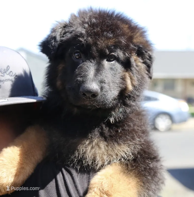 Buyer to name – German Shepherd Dog puppy for sale in Antioch, CA