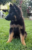 Buyer to name, a female German Shepherd Dog for sale in Antioch, CA – 3 of 4