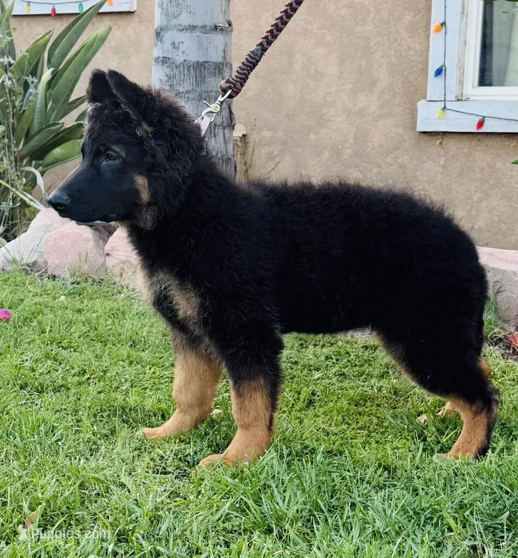 Buyer to name – German Shepherd Dog puppy for sale in Antioch, CA