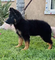 Buyer to name, a female German Shepherd Dog for sale in Antioch, CA – 1 of 4