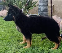 Buyer to name, a female German Shepherd Dog for sale in Antioch, CA – 4 of 4