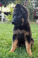 Buyer to name, a female German Shepherd Dog for sale in Antioch, CA – 2 of 4