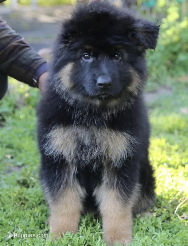 Buyer to name – German Shepherd Dog puppy for sale in Antioch, CA