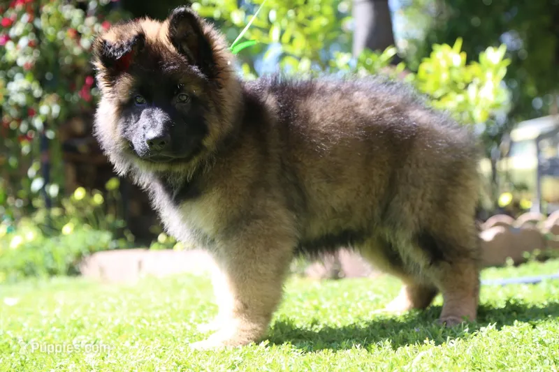 Buyer to name – German Shepherd Dog puppy for sale in Antioch, CA