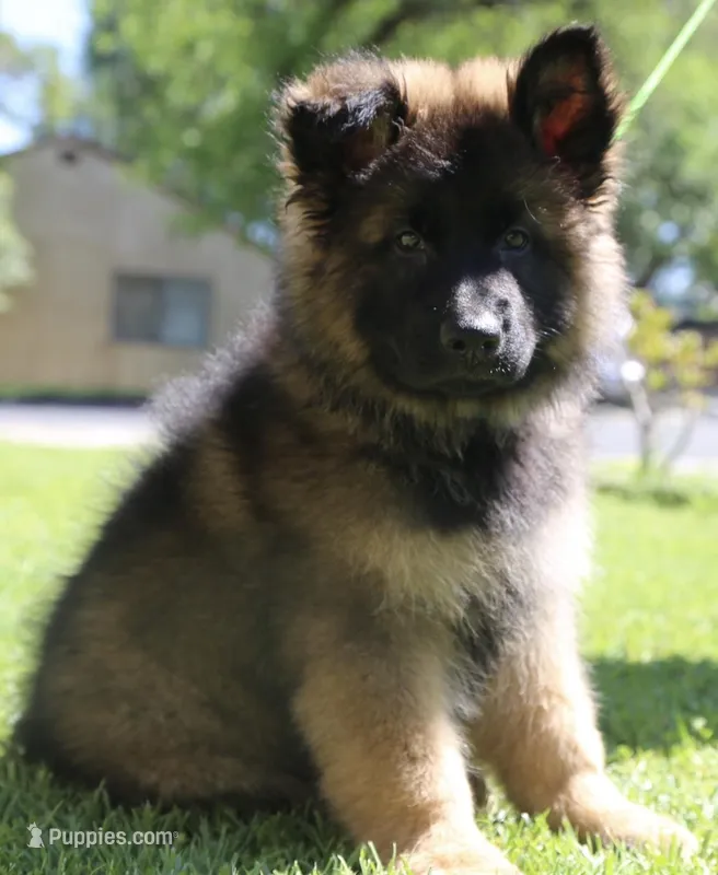 Buyer to name – German Shepherd Dog puppy for sale in Antioch, CA