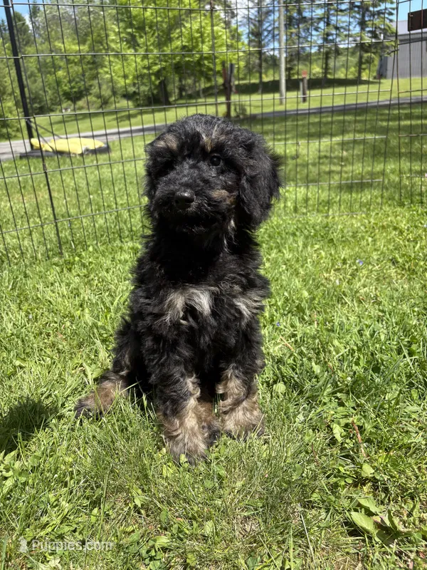 Yoshi – Poodle - Miniature  puppy for sale in Port Crane, NY
