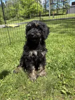 Yoshi, a male Poodle - Miniature  for sale in Port Crane, NY – 1 of 9
