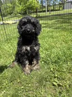 Yoshi, a male Poodle - Miniature  for sale in Port Crane, NY – 8 of 9