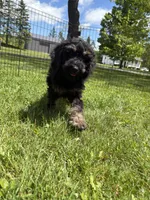 Yoshi, a male Poodle - Miniature  for sale in Port Crane, NY – 6 of 9