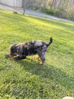 Spot , a male Poodle - Miniature  for sale in Port Crane, NY – 9 of 9