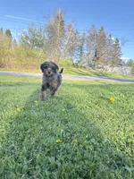Spot , a male Poodle - Miniature  for sale in Port Crane, NY – 8 of 9