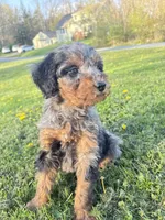 Spot , a male Poodle - Miniature  for sale in Port Crane, NY – 2 of 9