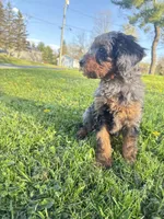 Spot , a male Poodle - Miniature  for sale in Port Crane, NY – 4 of 9