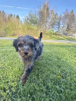 Spot , a male Poodle - Miniature  for sale in Port Crane, NY – 7 of 9