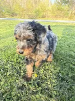 Spot , a male Poodle - Miniature  for sale in Port Crane, NY – 1 of 9
