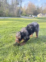 Spot , a male Poodle - Miniature  for sale in Port Crane, NY – 6 of 9